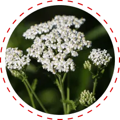 Yarrow Herb Icon