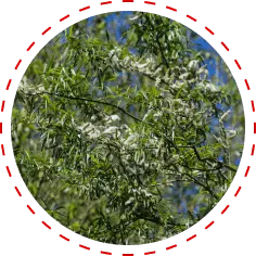 White Willow Bark Extract Icon