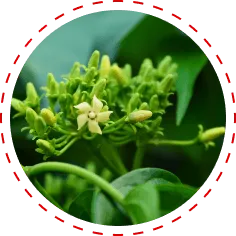 Gymnema Icon